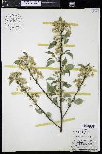 Prunus pensylvanica image