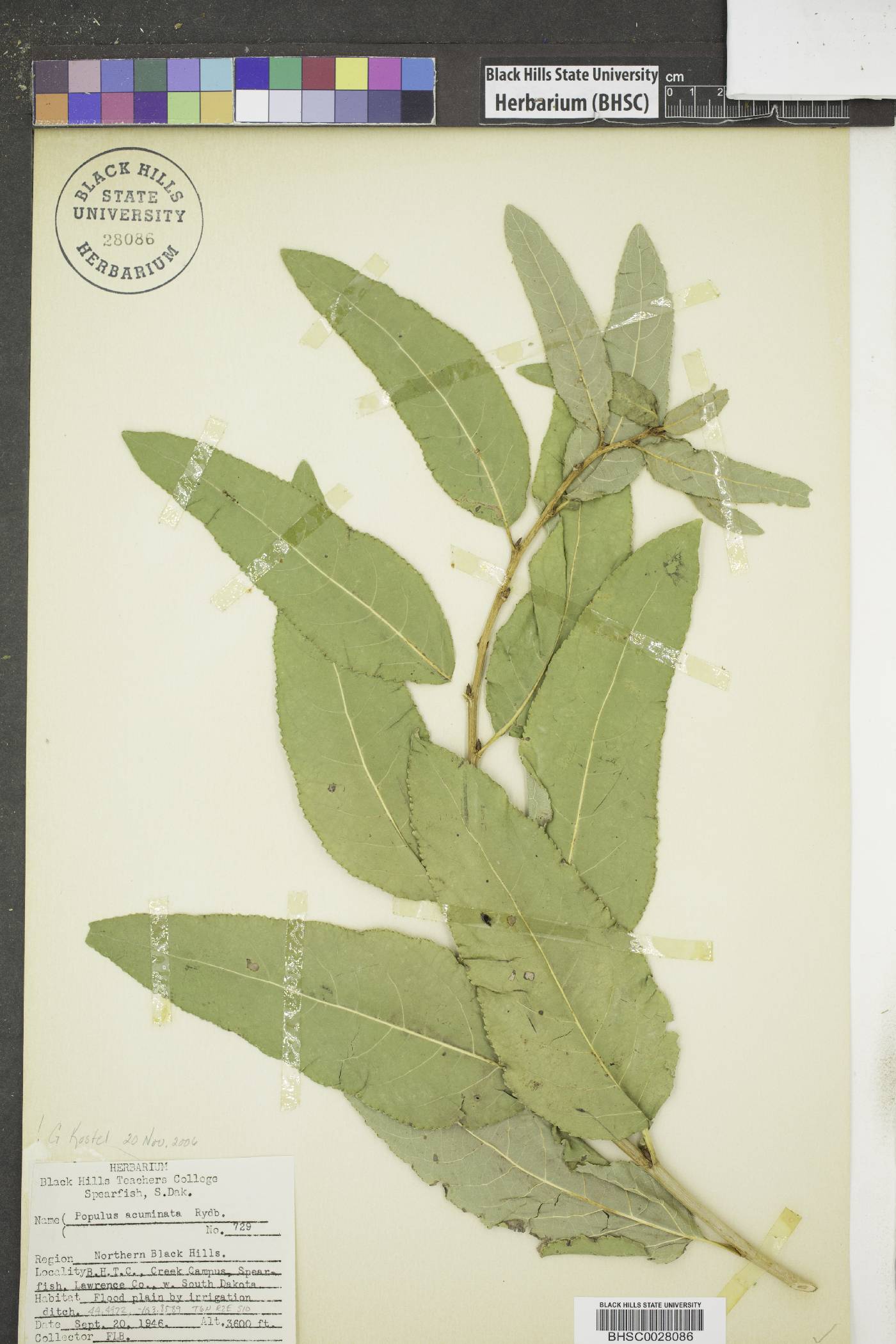 Populus x acuminata image