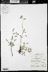 Potentilla argentea image