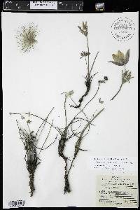 Pulsatilla patens image