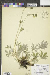 Potentilla gracilis image