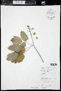 Actaea rubra image