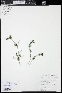 Ranunculus aquatilis var. diffusus image