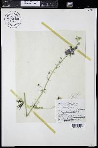 Aconitum columbianum image