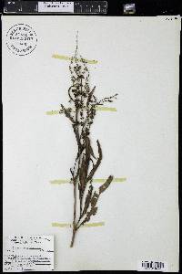 Rumex mexicanus image