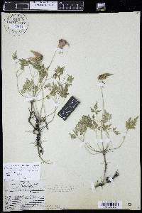 Clematis columbiana var. tenuiloba image