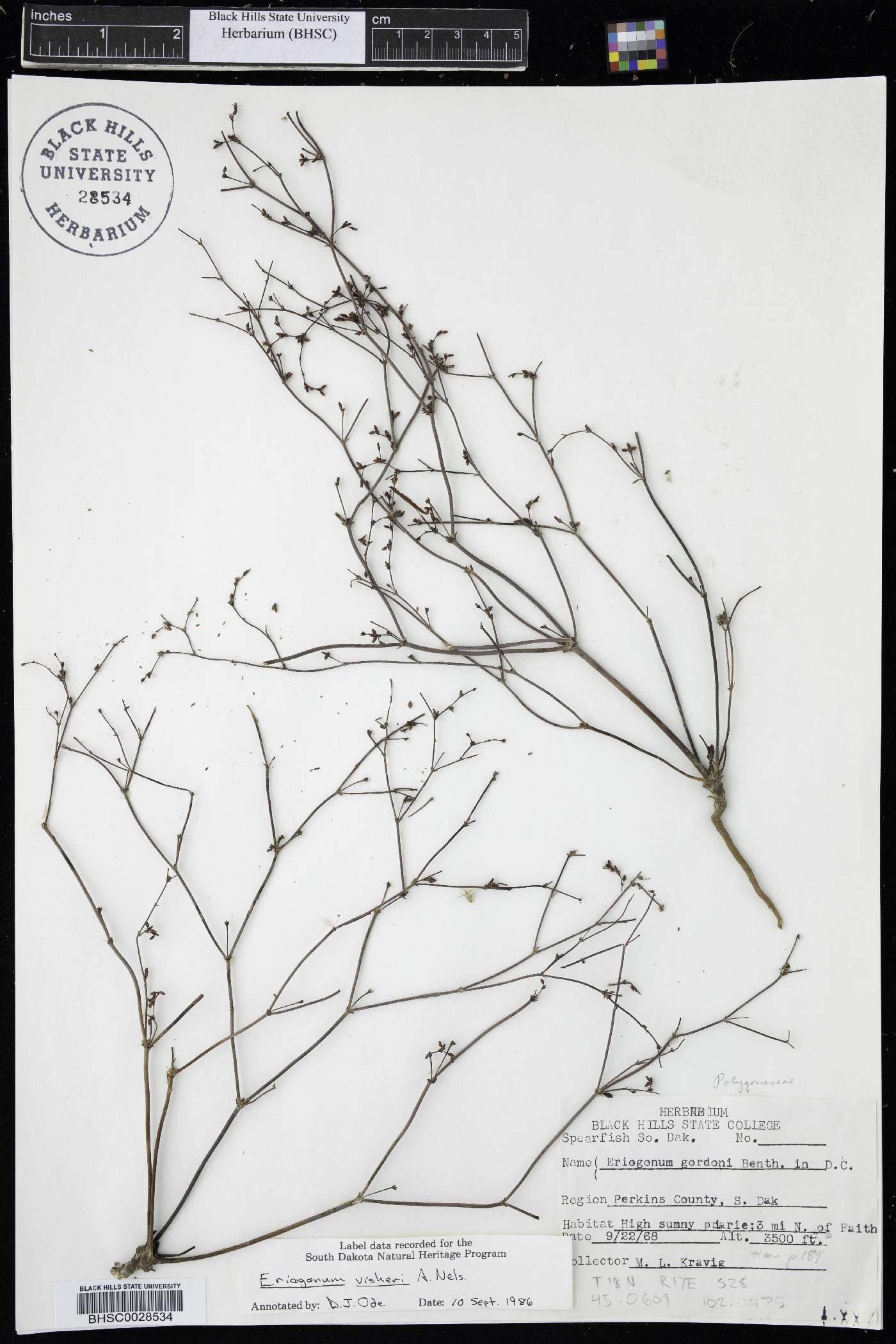 Eriogonum visheri image