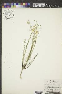 Linum lewisii image