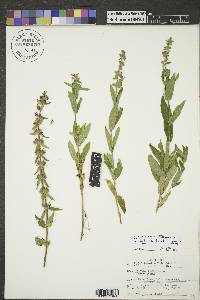 Stachys pilosa image