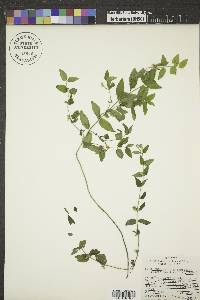 Scutellaria galericulata image