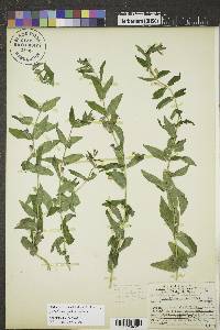 Scutellaria galericulata image