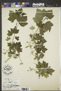 Ribes americanum image