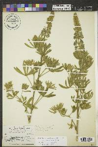 Lupinus sericeus image