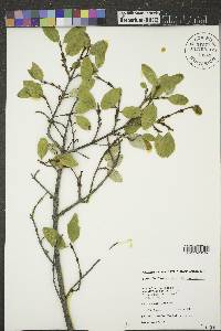 Shepherdia canadensis image