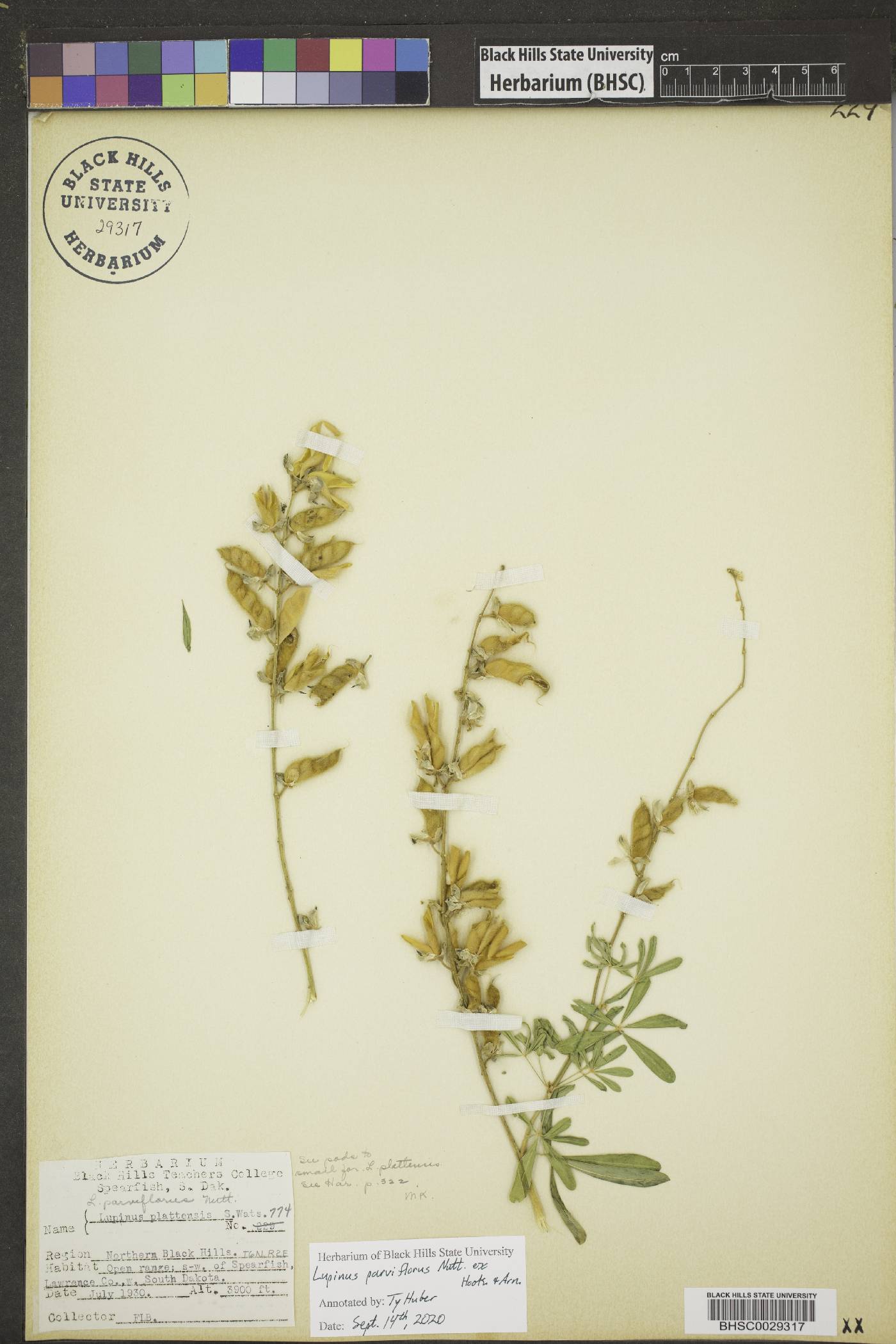 Lupinus parviflorus image