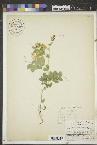 Lathyrus ochroleucus image