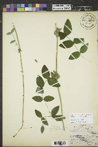 Lathyrus ochroleucus image