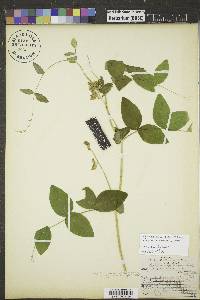 Lathyrus ochroleucus image