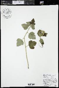 Physocarpus monogynus image