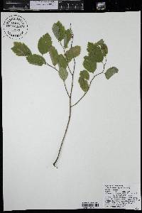 Spiraea betulifolia image