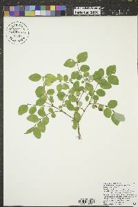 Symphoricarpos albus image