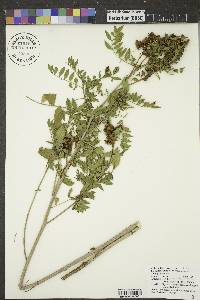 Glycyrrhiza lepidota image