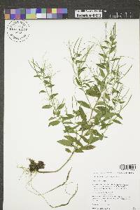 Epilobium palustre image