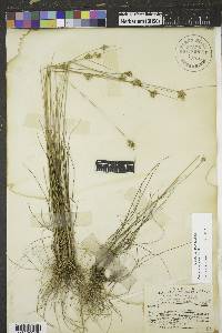 Juncus confusus image