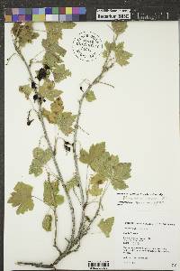 Ribes americanum image