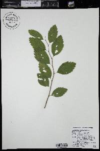 Spiraea betulifolia image