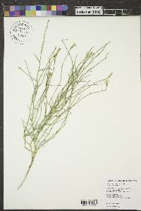 Lygodesmia juncea image