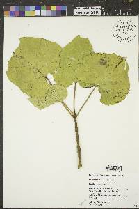 Catalpa speciosa image