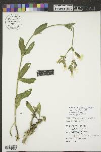 Silene latifolia image