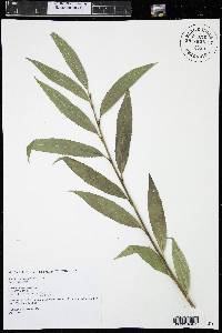 Salix lutea image