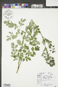 Thalictrum dasycarpum image