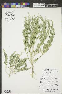 Stutzia dioica image