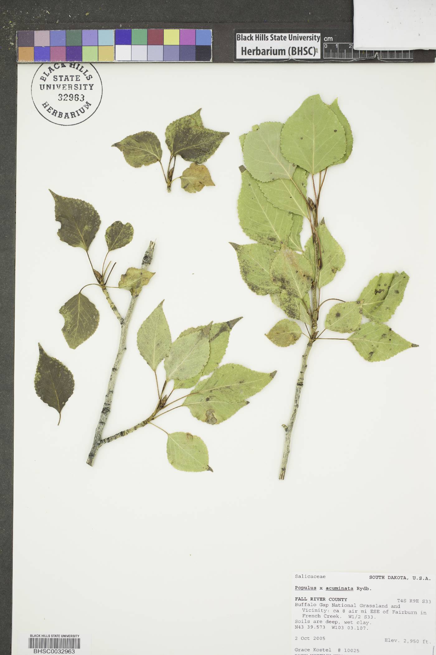 Populus x acuminata image