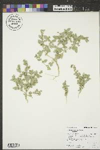 Atriplex argentea image