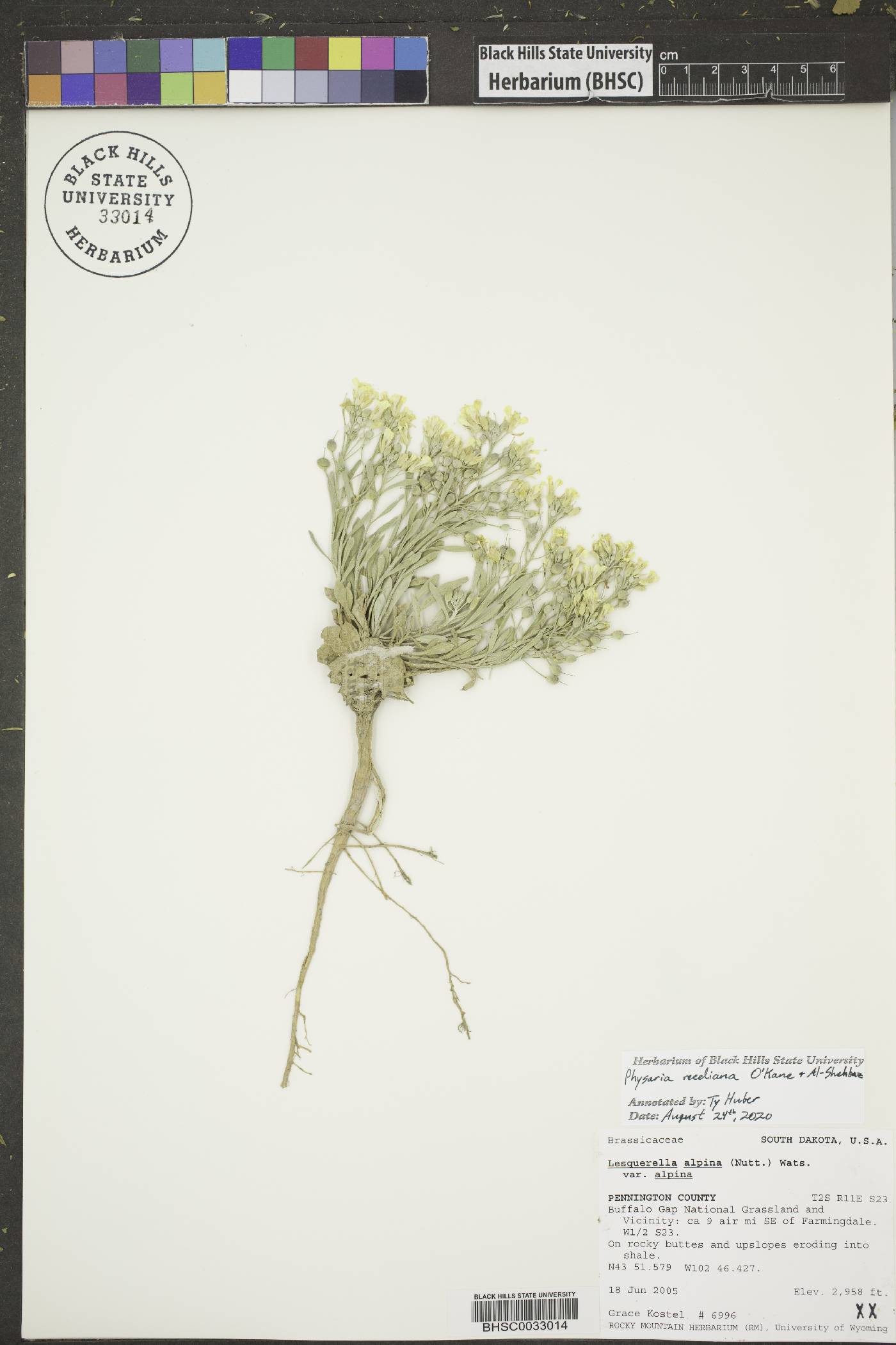 Physaria reediana image