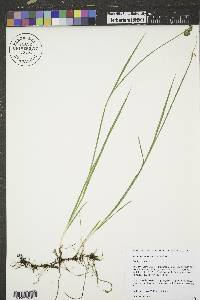 Juncus longistylis image