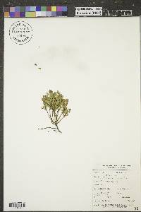 Vaccinium scoparium image