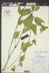 Mirabilis nyctaginea image