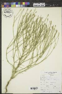 Lygodesmia juncea image