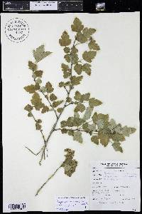 Physocarpus monogynus image