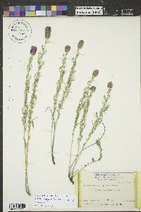 Dalea purpurea image