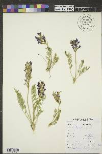 Oxytropis lambertii image