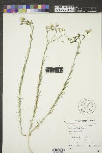 Linum lewisii image