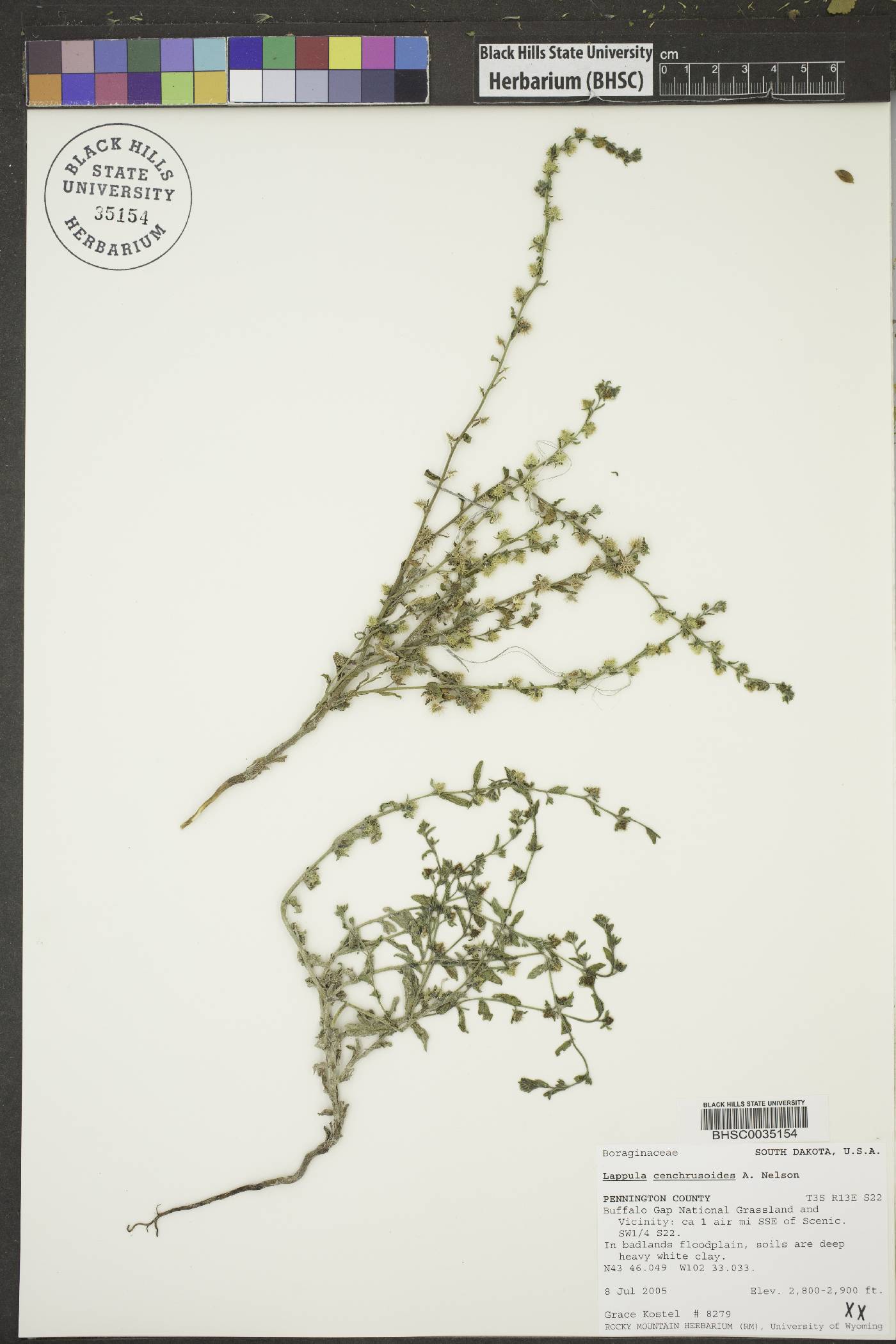 Lappula cenchrusoides image