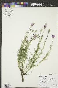 Dalea purpurea image