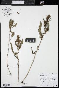 Rumex fueginus image